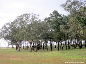 Playa de Rodiles. Bosque con parrilas y bancos para refugiarse del sol