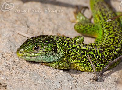 Juanchos ñeros... Juanchos ñeros...