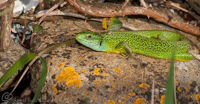 Juanchos ñeros... Juanchos ñeros...