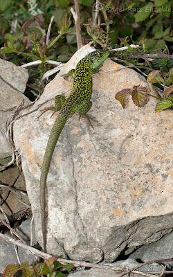 Juanchos ñeros... Juanchos ñeros...