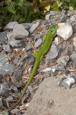 Juanchos ñeros... Juanchos ñeros...