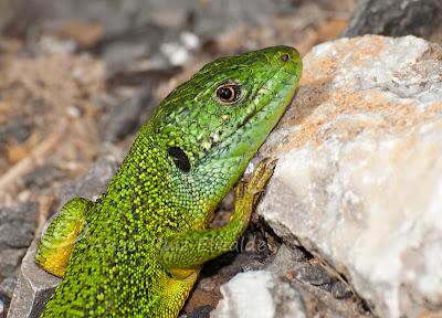 Juanchos ñeros... Juanchos ñeros...