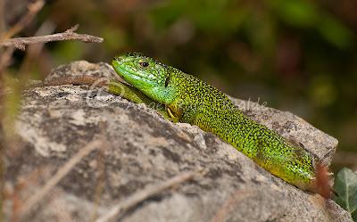 Juanchos ñeros... Juanchos ñeros...