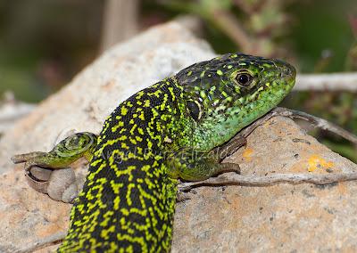 Juanchos ñeros... Juanchos ñeros...