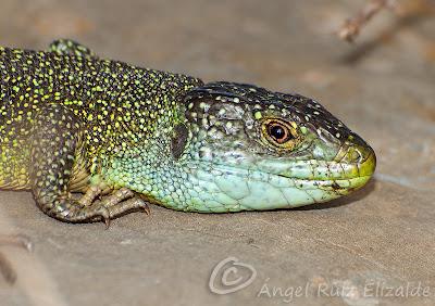 Juanchos ñeros... Juanchos ñeros...