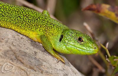 Juanchos ñeros... Juanchos ñeros...