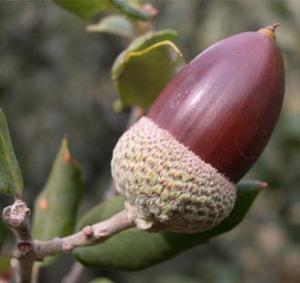 bellota El Sembrador de Bellotas