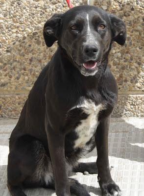 NELY LABRADORA MUY JOVEN, GUAPA Y CARIÑOSA ABANDONADA DESDE HACE MUCHO TIEMPO. (CIUDAD REAL)