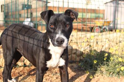 ES LA ULTIMA AYUDA QUE OS PIDO: CON TODA MI PENA DEJO ESTA LUCHA- ALI y NOAH, pitbull buenos y guapos, buscar un hogar: deben dejar ya la jaula-- ALGUIEN QUE AYUDE A INMA EN SEVILLA‏.