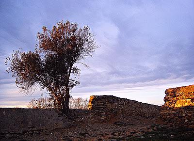 Árbol solitario: Espiritualidad desnuda