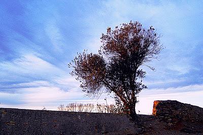 Árbol solitario: Espiritualidad desnuda