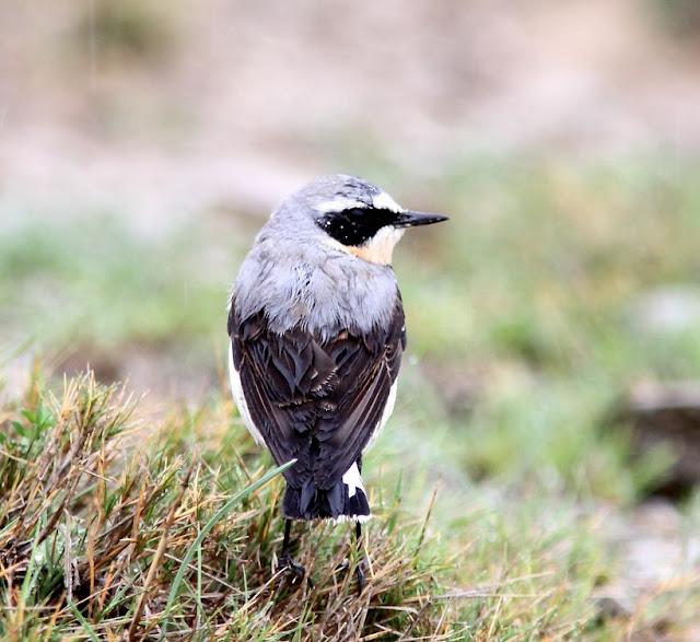 NAVARRA(ESPAÑA) UN PARAISO DE LAS AVES-NAVARRE (SPAIN) A PARADISE FOR BIRDS