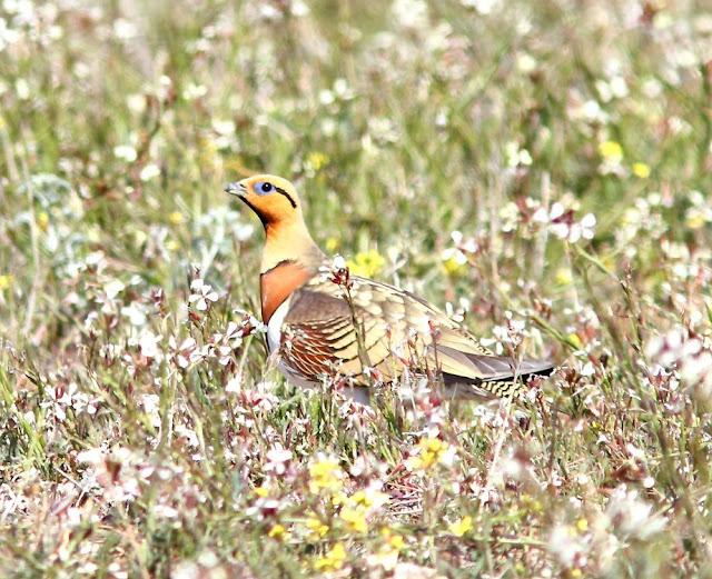 NAVARRA(ESPAÑA) UN PARAISO DE LAS AVES-NAVARRE (SPAIN) A PARADISE FOR BIRDS