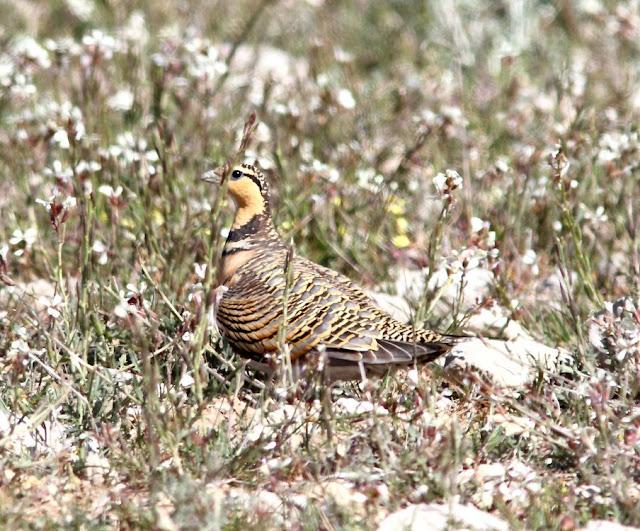 NAVARRA(ESPAÑA) UN PARAISO DE LAS AVES-NAVARRE (SPAIN) A PARADISE FOR BIRDS