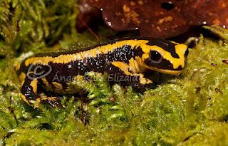 Salamandra común en Güemes... Salamandra común en Güemes...
