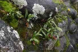 CRECIENDO ENTRE ROCAS CRECIENDO ENTRE ROCAS