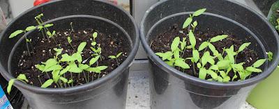 Tomateras Tomateras