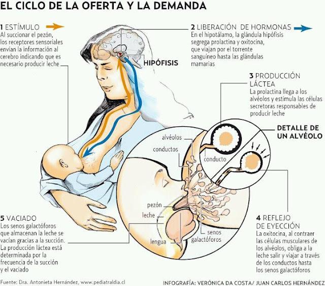 Lactancia: el proceso de la libre demanda