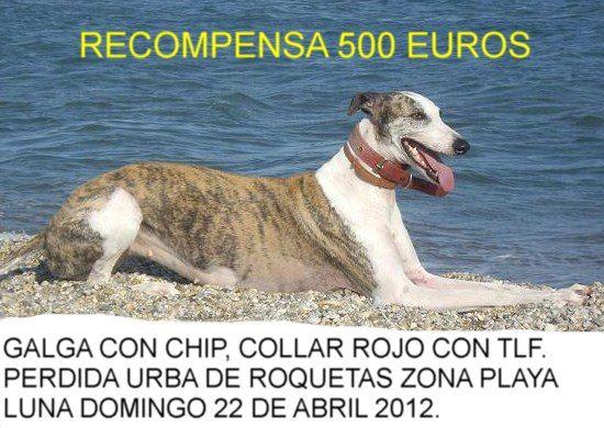 Galga perdida en Roquetas de Mar . Galga perdida en Roquetas de Mar .