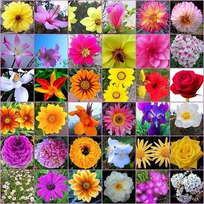 8 arbustos de floración fáciles para su jardín