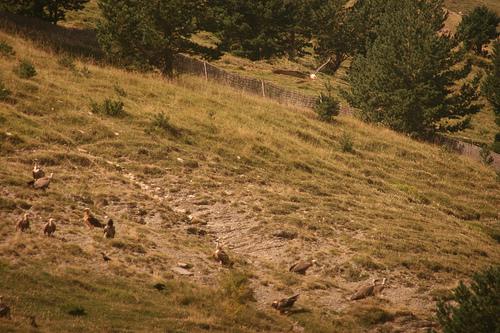 En un lugar de el Pirineo...