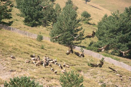 En un lugar de el Pirineo...