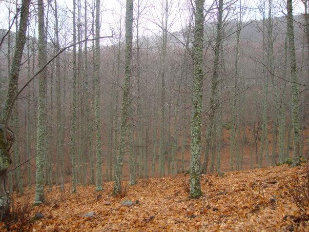 Castañas, abuelos y chuletones Castañas, abuelos y chuletones