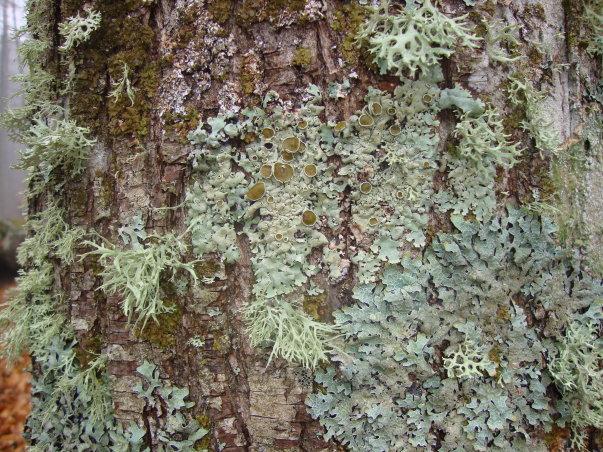 Castañas, abuelos y chuletones Castañas, abuelos y chuletones