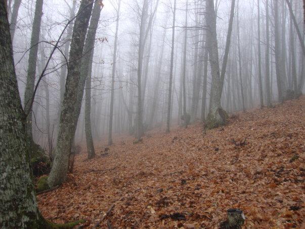 Castañas, abuelos y chuletones Castañas, abuelos y chuletones