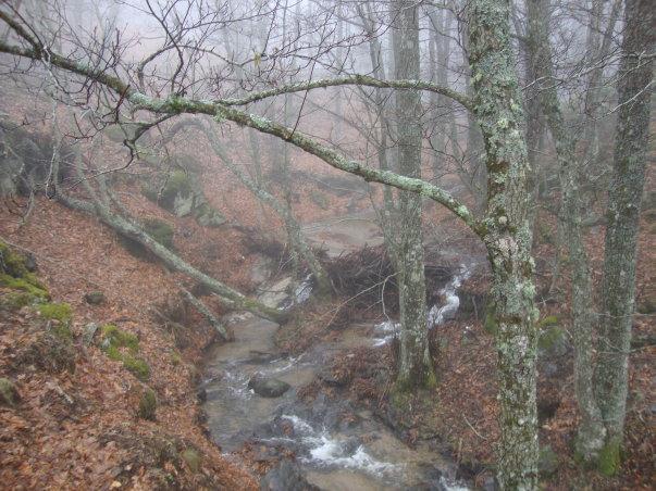 Castañas, abuelos y chuletones Castañas, abuelos y chuletones