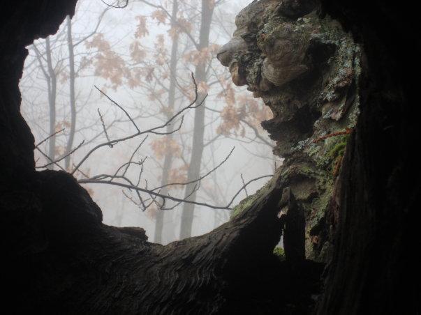 Castañas, abuelos y chuletones Castañas, abuelos y chuletones