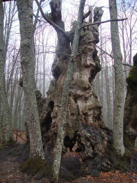 Castañas, abuelos y chuletones Castañas, abuelos y chuletones
