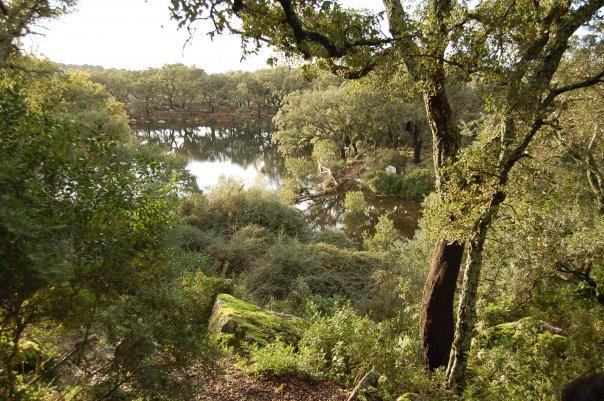 Pico de el Aljibe (882 m) en el Parque Natural de los Alcornocales (Cádiz)