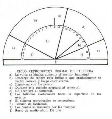 El celo en las perras (continuación) El celo en las perras (continuación)