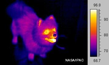 Golpes de calor en el perro Golpes de calor en el perro