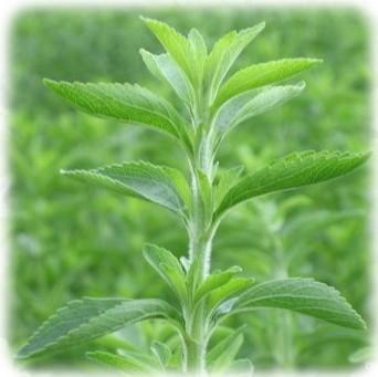 Stevia: la planta más dulce de la tierra