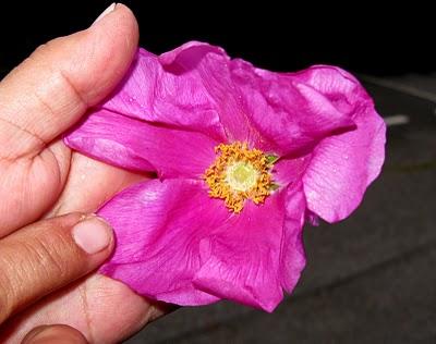 Una rosa en San Salvador de Valdediós