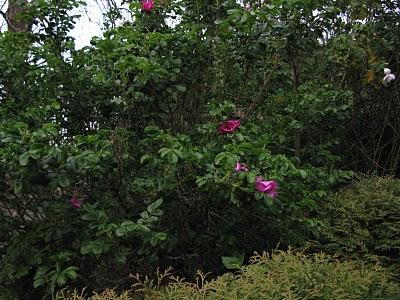 Una rosa en San Salvador de Valdediós