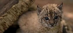 Hito histórico con el nacimiento en libertad de tres cachorros de lince ibérico Hito histórico con el nacimiento en libertad de tres cachorros de lince ibérico