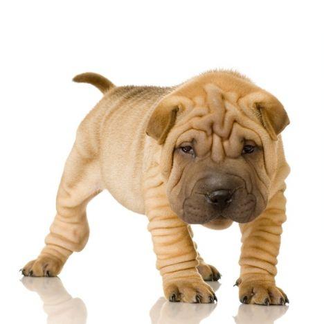 perros shar pei chino perros shar pei chino