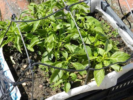 Plántulas de Hortalizas. Recipientes Plántulas de Hortalizas. Recipientes