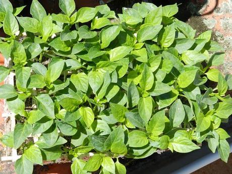 Plántulas de Hortalizas. Recipientes Plántulas de Hortalizas. Recipientes