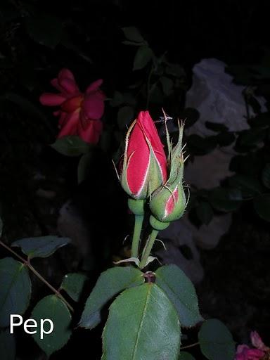 Cuba: un híbrido de té vintage Cuba: un híbrido de té vintage