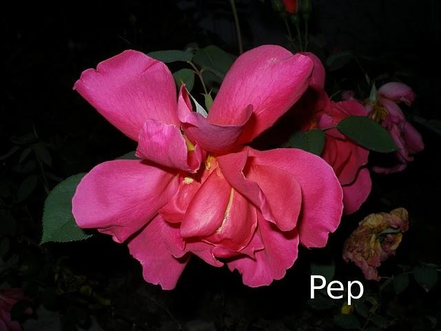 Cuba: un híbrido de té vintage Cuba: un híbrido de té vintage