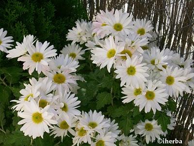 Significado de las flores y plantas