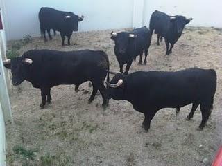 TRES ESTILOS DE REJONEO, MAÑANA EN LUCENA, CON EL ATRACTIVO DE DIEGO VENTURA, TRIUNFADOR EN SEVILLA TRES ESTILOS DE REJONEO, MAÑANA EN LUCENA, CON EL ATRACTIVO DE DIEGO VENTURA, TRIUNFADOR EN SEVILLA