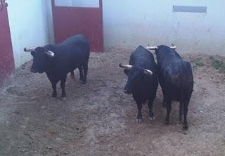 TRES ESTILOS DE REJONEO, MAÑANA EN LUCENA, CON EL ATRACTIVO DE DIEGO VENTURA, TRIUNFADOR EN SEVILLA TRES ESTILOS DE REJONEO, MAÑANA EN LUCENA, CON EL ATRACTIVO DE DIEGO VENTURA, TRIUNFADOR EN SEVILLA