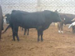 TOROS DE BELLAVISTA QUE CURRO JIMÉNEZ ESTOQUEARÁ EN LIMA TOROS DE BELLAVISTA QUE CURRO JIMÉNEZ ESTOQUEARÁ EN LIMA