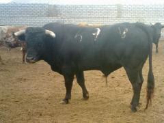 TOROS DE BELLAVISTA QUE CURRO JIMÉNEZ ESTOQUEARÁ EN LIMA TOROS DE BELLAVISTA QUE CURRO JIMÉNEZ ESTOQUEARÁ EN LIMA