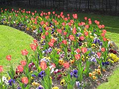 Jardín de tulipanes en Mons